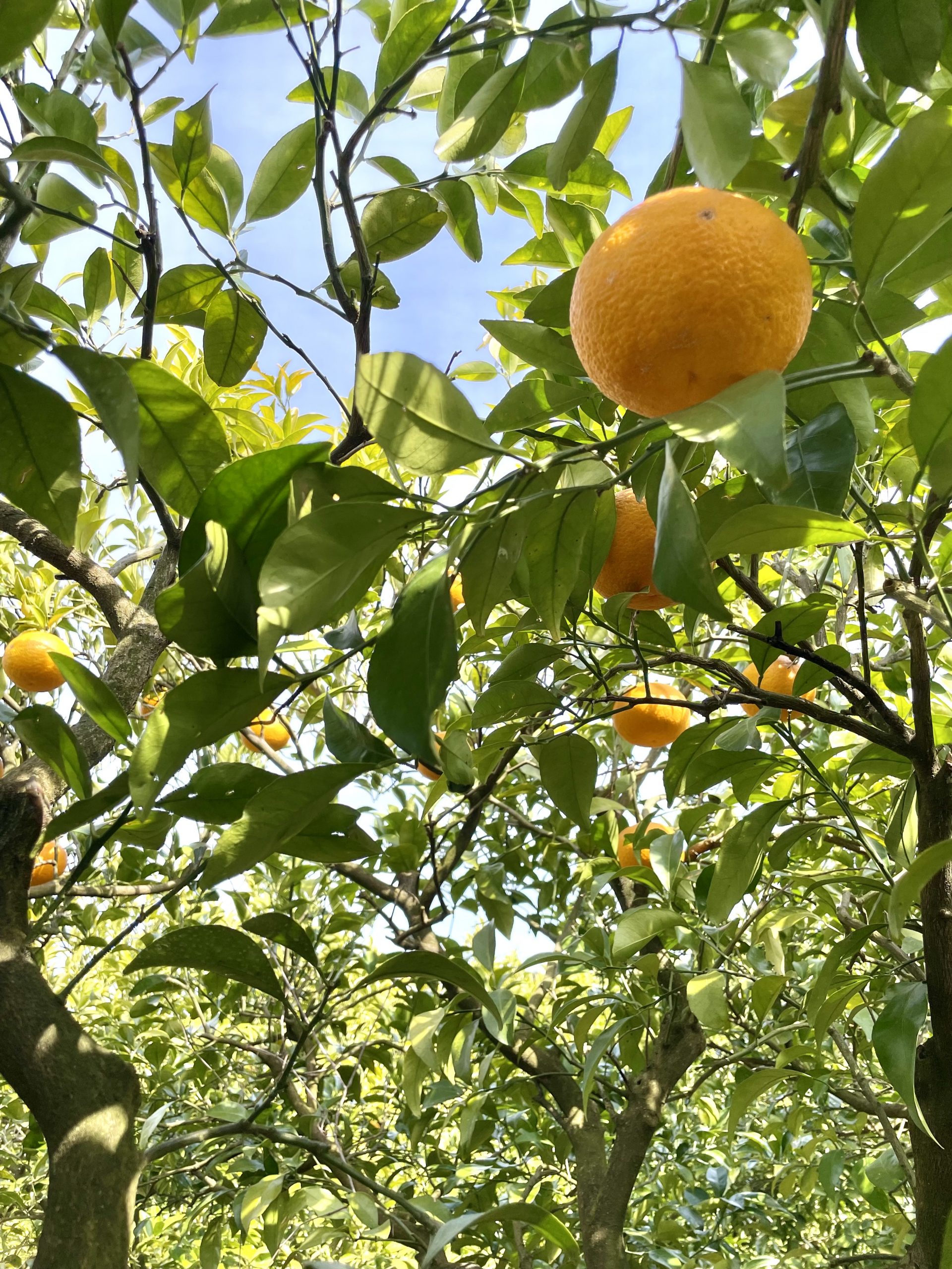 萩の夏みかんPJTのサムネイル